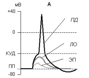 Электрические и физиологические проявления возбуждения - student2.ru
