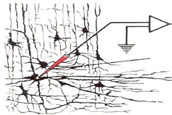 Электрофизиологические методы исследования ЦНС. - student2.ru