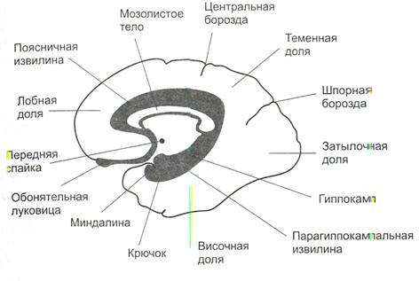 Эмоции как одна из форм психической деятельности - student2.ru