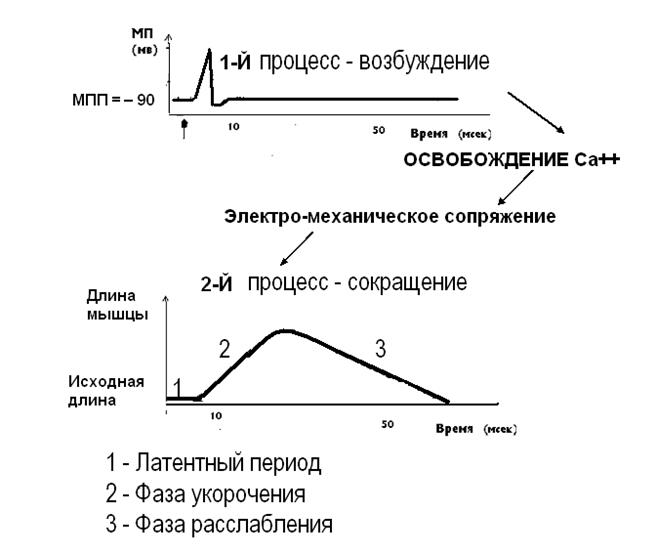 Процесс возбуждения. Пд скелетной мышцы график. Фазы возбудимости скелетной мышцы. Возбуждение скелетных мышц график.