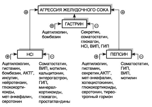 Этиология и патогенез язвенной болезни - student2.ru