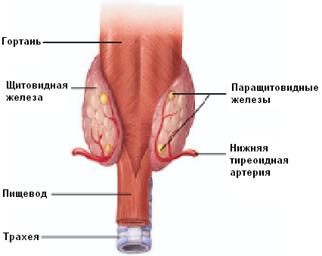 Йоддефицитное заболевание (эндемический зоб) - student2.ru