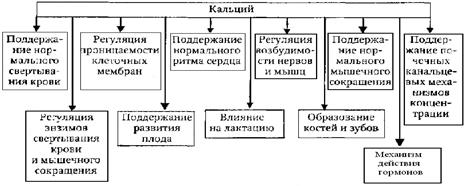 Йоддефицитное заболевание (эндемический зоб) - student2.ru