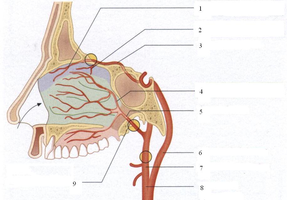 Сосуды полости носа