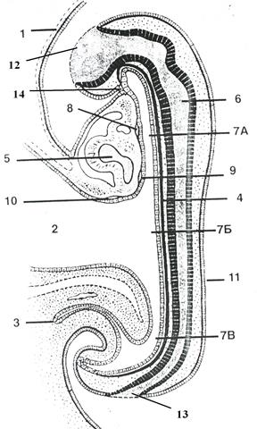 закладка осевых зачатков органов - student2.ru