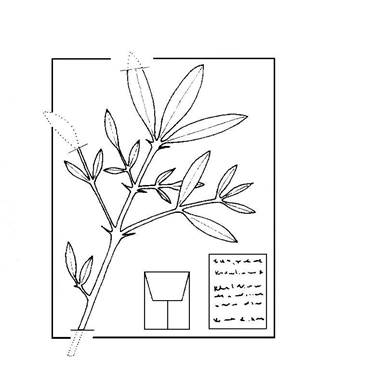 Закладка растений в папки, полевой этикетаж - student2.ru