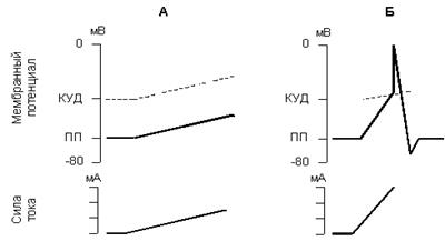 Закон крутизны нарастания силы раздражителя (закон аккомодации, закон Дюбуа-Реймона) - student2.ru