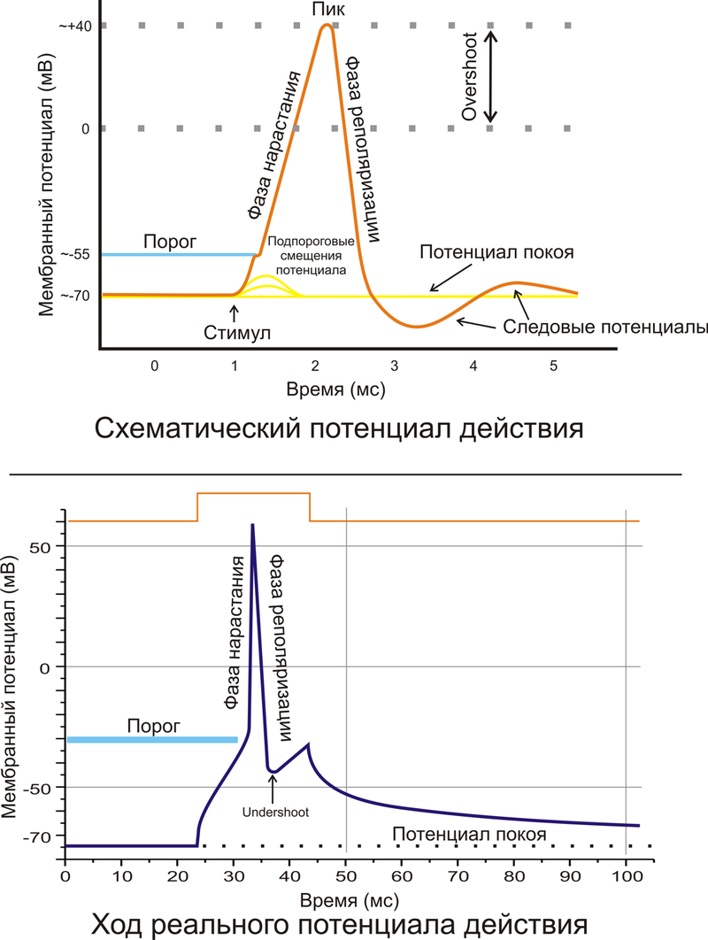 ЗАНЯТИЕ №3:Общая физиология возбудимых клеток. - student2.ru