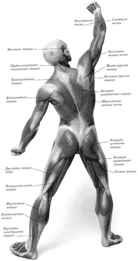 Занятие №3. Практическая работа «Строение и функции опорно-двигательного аппарата: Мышцы» - student2.ru