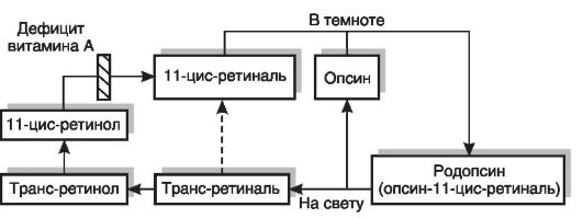 Жирорастворимые витамины Витамины группы А - student2.ru