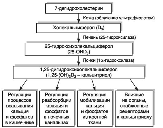 Жирорастворимые витамины Витамины группы А - student2.ru