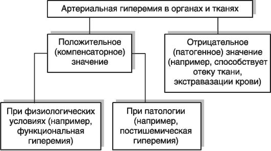 Значение артериальной гиперемии - student2.ru