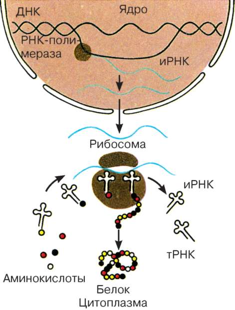 А - окраска - ШИК-реакция: 1 - ядро; 2 - гликоген; б - электронная микрофотография: гликоген в клетках печени - student2.ru