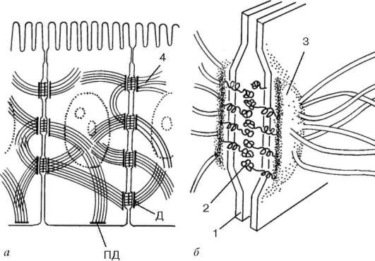 А - расположение его в клетке; б - вид на срезе; в - схема молекулярной организации. 1 - плазмолемма; 2 - слой белков сцепления; 3 - актиновые микрофиламенты; 4 - связующие гликопротеиды - student2.ru