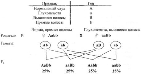 Aabb : laaBB : 2aaBb : laabb - student2.ru