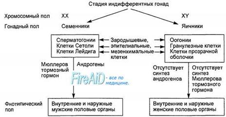 Дифференциация пола эмбриона. Развитие вторичных половых признаков. - student2.ru