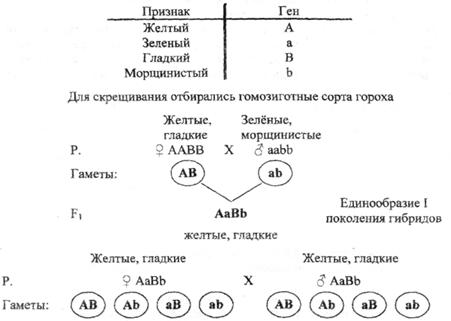 Дигибридное и полигибридное скрещивание. - student2.ru