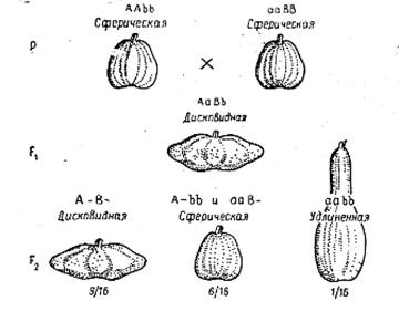 Дигибридные скрещивания. Тригибридное скрещивание - student2.ru