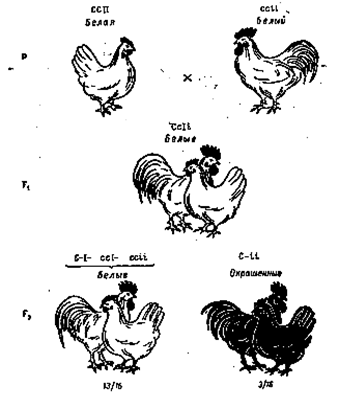 Дигибридные скрещивания. Тригибридное скрещивание - student2.ru