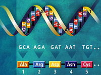Функции РНК различаются в зависимости от вида рибонуклеиновый кислоты - student2.ru