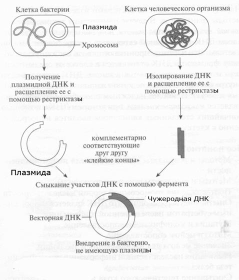 Генетическая (генная) инженерия - student2.ru