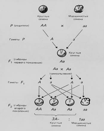 Генетическая символика - student2.ru