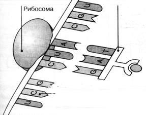 Генетический код. Биосинтез белка - student2.ru