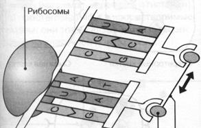 Генетический код. Биосинтез белка - student2.ru