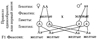 Гомозиготные и гетерозиготные особи - student2.ru