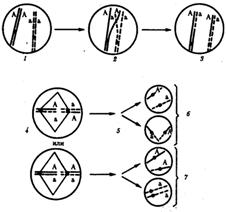 Характеристика модификационной изменчивости - student2.ru