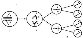 Характеристика модификационной изменчивости - student2.ru