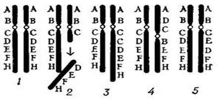Хромосомные перестройки - student2.ru