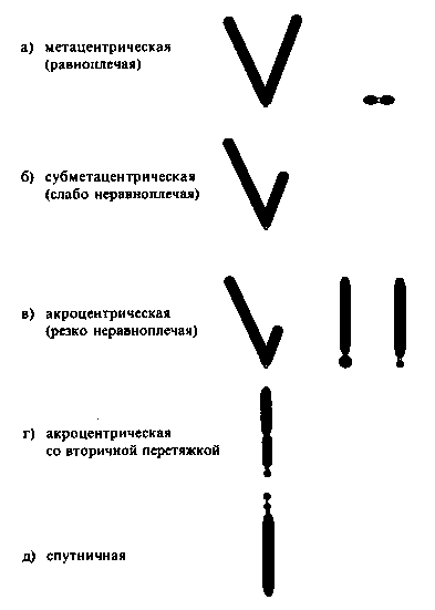 Хронология важнейших достижений в области генетики - student2.ru