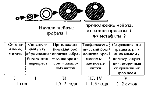 Хронология важнейших достижений в области генетики - student2.ru