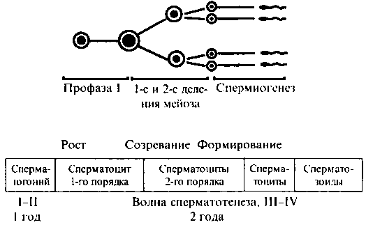 Хронология важнейших достижений в области генетики - student2.ru