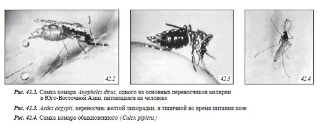Комары. Особенности морфологии. Жизненный цикл и медицинское значение. - student2.ru
