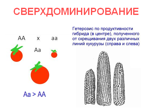 комбинативная изменчивость - student2.ru