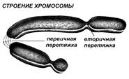 Лекция 2. Тема: Цитогенетика и материальные основы наследственности. - student2.ru