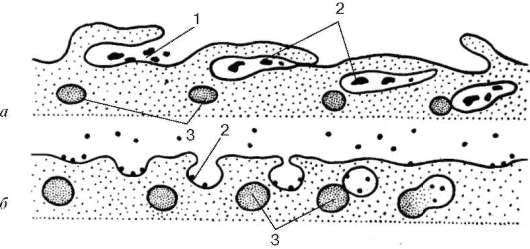 Липиды; 2 - гидрофобная зона бислоя липидных молекул; 3 - интегральные белки мембраны; 4 - полисахариды гликокаликса - student2.ru