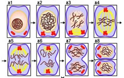 Миотическое деление клетки.Генетическое значение - student2.ru
