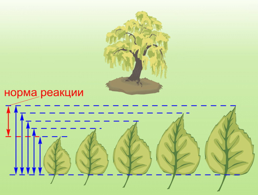 модификационная (ненаследственная) изменчивость - student2.ru