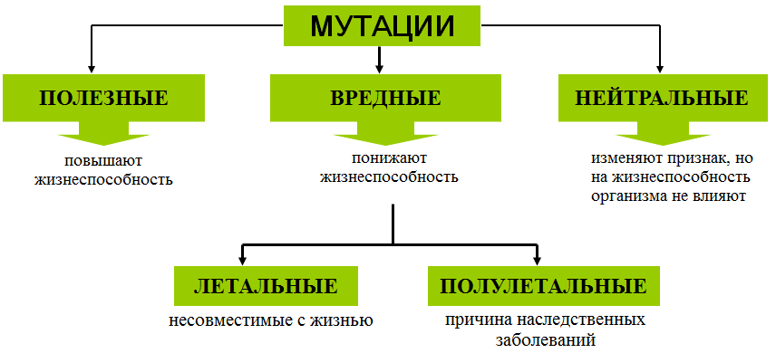 Проект по биологии мутации и их значение