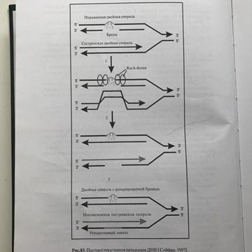 Нарисовать и объяснить причины и механизмы возникновения хромосомных мутаций - student2.ru