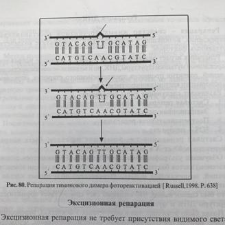 Нарисовать и объяснить причины и механизмы возникновения хромосомных мутаций - student2.ru