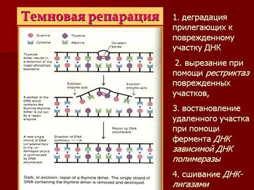 Нарисовать и объяснить причины и механизмы возникновения хромосомных мутаций - student2.ru