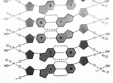 Нуклеиновые кислоты. Репликация ДНК. Реакции матричного синтеза - student2.ru