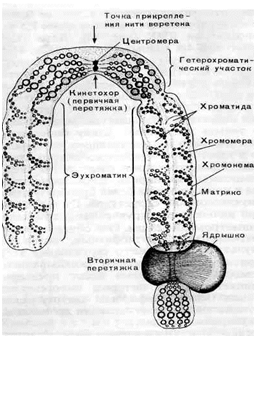 Нуклеосомная организация хроматиновая фибрилла - student2.ru