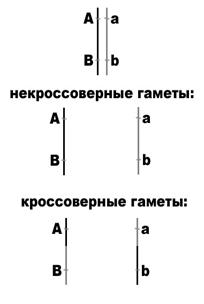 основные положения хромосомной теории наследственности - student2.ru