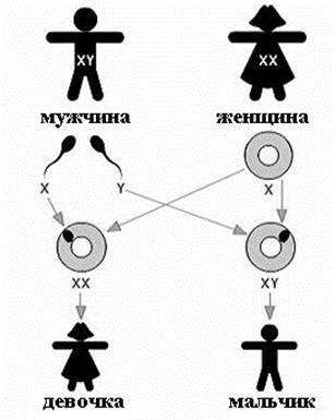 основные закономерности наследования. - student2.ru