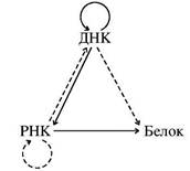 Передача информации в клетке - student2.ru